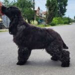 Adamant-male-English-Cocker-Spaniel-puppy-for-sale-3