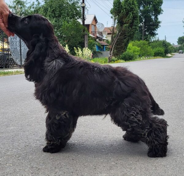 Adamant English Cocker Spaniel Adamant English Cocker Spaniel