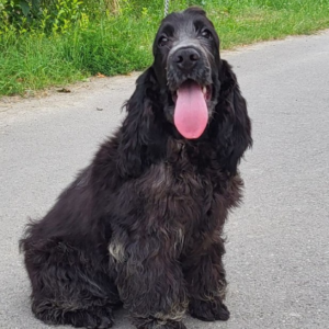 Adamant English Cocker Spaniel Adamant English Cocker Spaniel