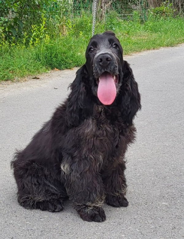 Adamant English Cocker Spaniel Adamant English Cocker Spaniel