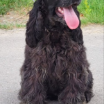 Adamant-male-English-Cocker-Spaniel-puppy-for-sale-5