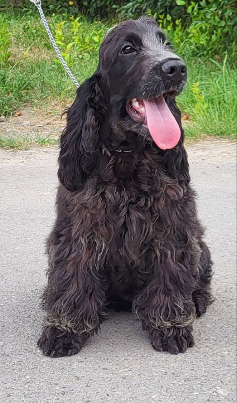 Adamant English Cocker Spaniel Adamant English Cocker Spaniel
