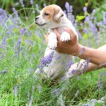 Archie Staffordshire Bull Terrier