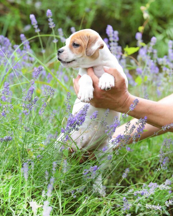 Adele Staffordshire Bull Terrier