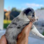 Aiden-male-Border-Collie-puppy-for-sale-1