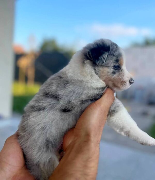 Aiden Border Collie