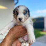Aiden-male-Border-Collie-puppy-for-sale-2