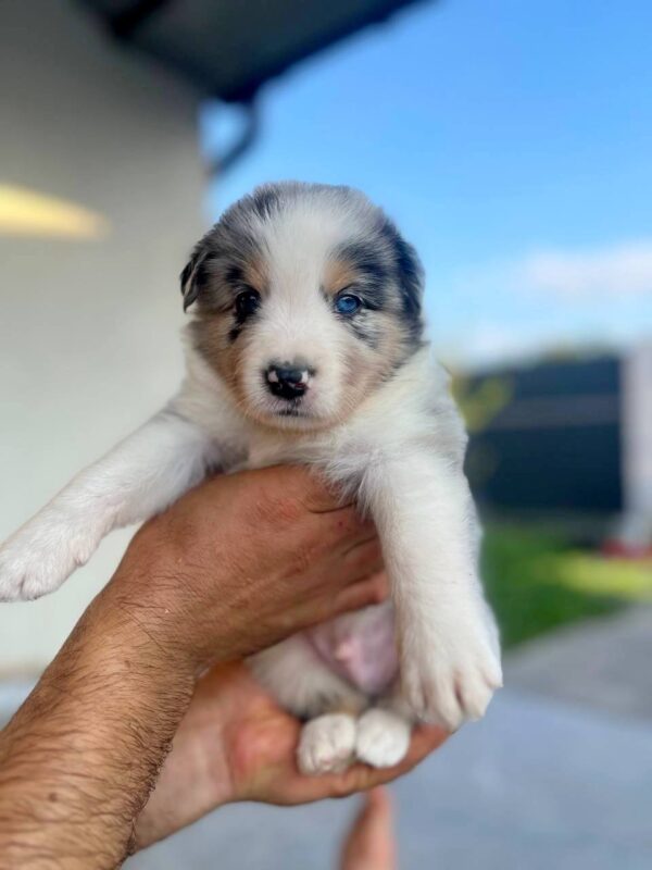 Aiden Border Collie