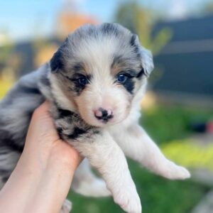 Aiden Border Collie