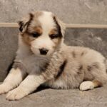 Freddie Border Collie