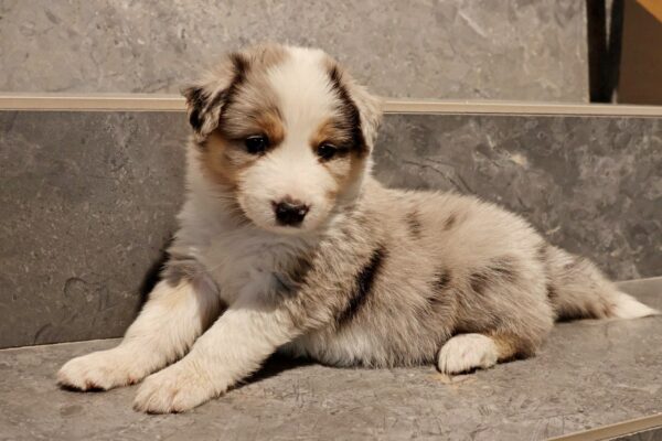 Aisha Border Collie Aisha Border Collie