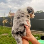 Aisha-female-Border-Collie-puppy-for-sale-2