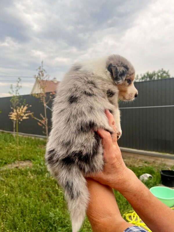 Aisha Border Collie Aisha Border Collie