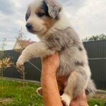 Aisha-female-Border-Collie-puppy-for-sale-3