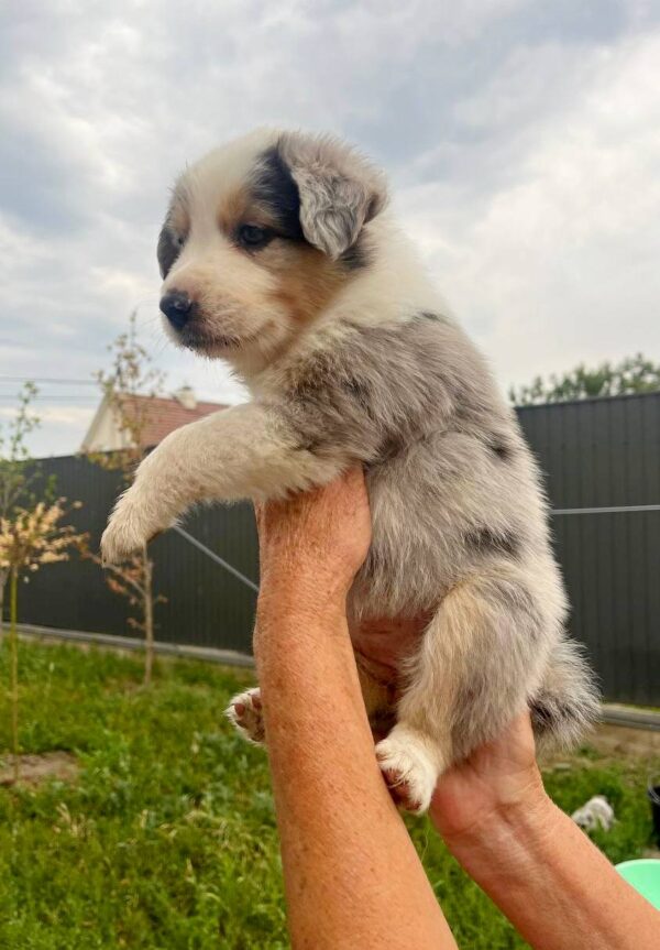 Aisha Border Collie Aisha Border Collie