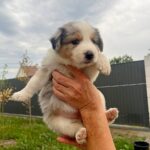 Aisha-female-Border-Collie-puppy-for-sale-4