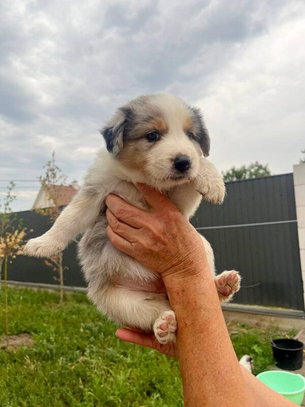 Aisha Border Collie Aisha Border Collie