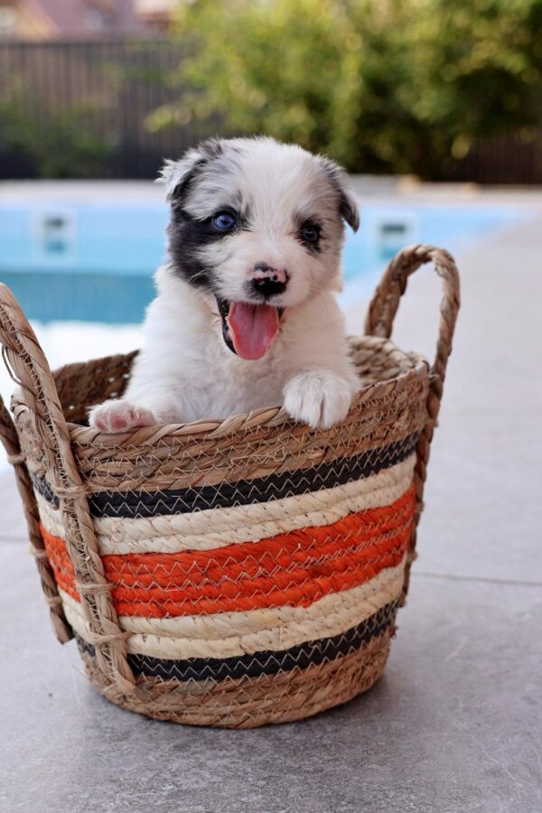 Alfie Border Collie Alfie Border Collie