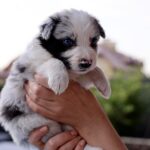 Alfie-male-Border-Collie-puppy-for-sale-2