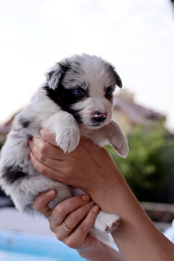 Alfie Border Collie Alfie Border Collie