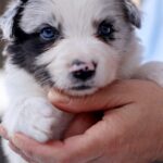 Alfie-male-Border-Collie-puppy-for-sale-3