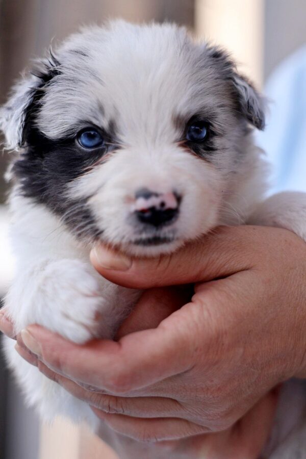 Alfie Border Collie Alfie Border Collie