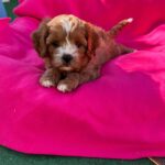 Amelia-female-cavapoo-puppy-for-sale- (1)