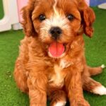 Amelia-female-cavapoo-puppy-for-sale- (2)
