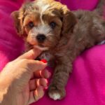 Amelia-female-cavapoo-puppy-for-sale- (3)