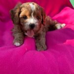 Amelia-female-cavapoo-puppy-for-sale- (4)