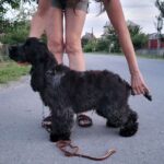 Angels-male-English-Cocker-Spaniel-puppy-for-sale-1