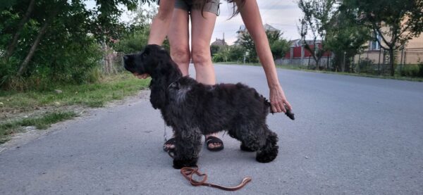 Angels English Cocker Spaniel Angels English Cocker Spaniel