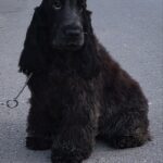 Adamant English Cocker Spaniel