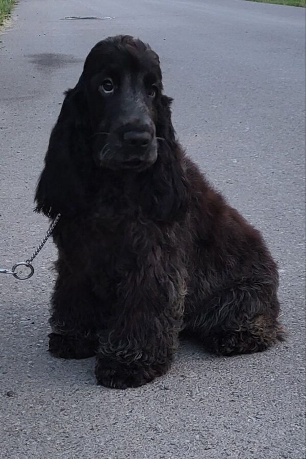 Angels English Cocker Spaniel Angels English Cocker Spaniel