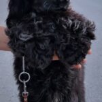 Angels-male-English-Cocker-Spaniel-puppy-for-sale-3