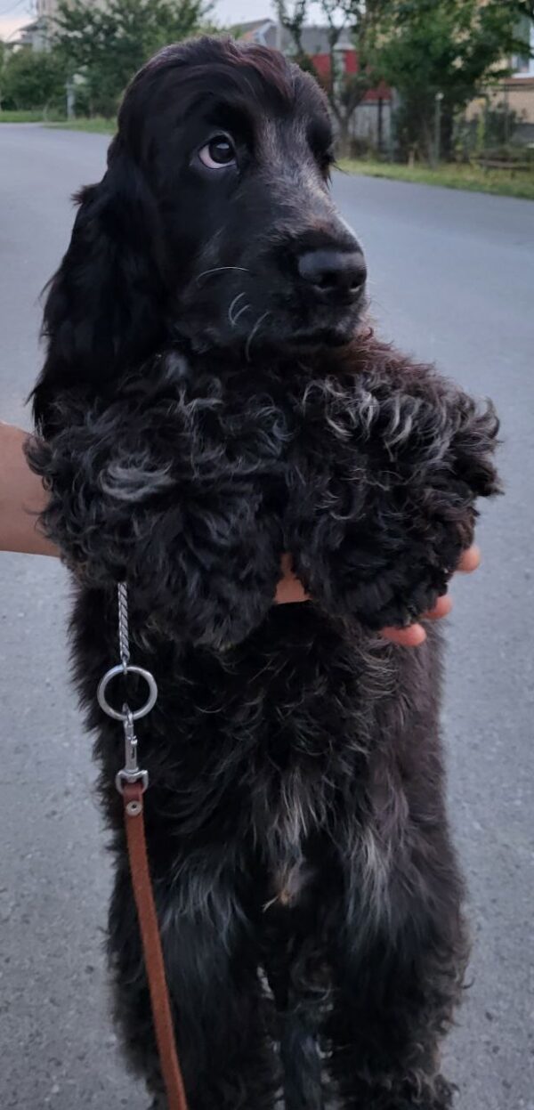 Angels English Cocker Spaniel Angels English Cocker Spaniel