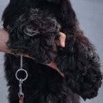 Angels-male-English-Cocker-Spaniel-puppy-for-sale-4
