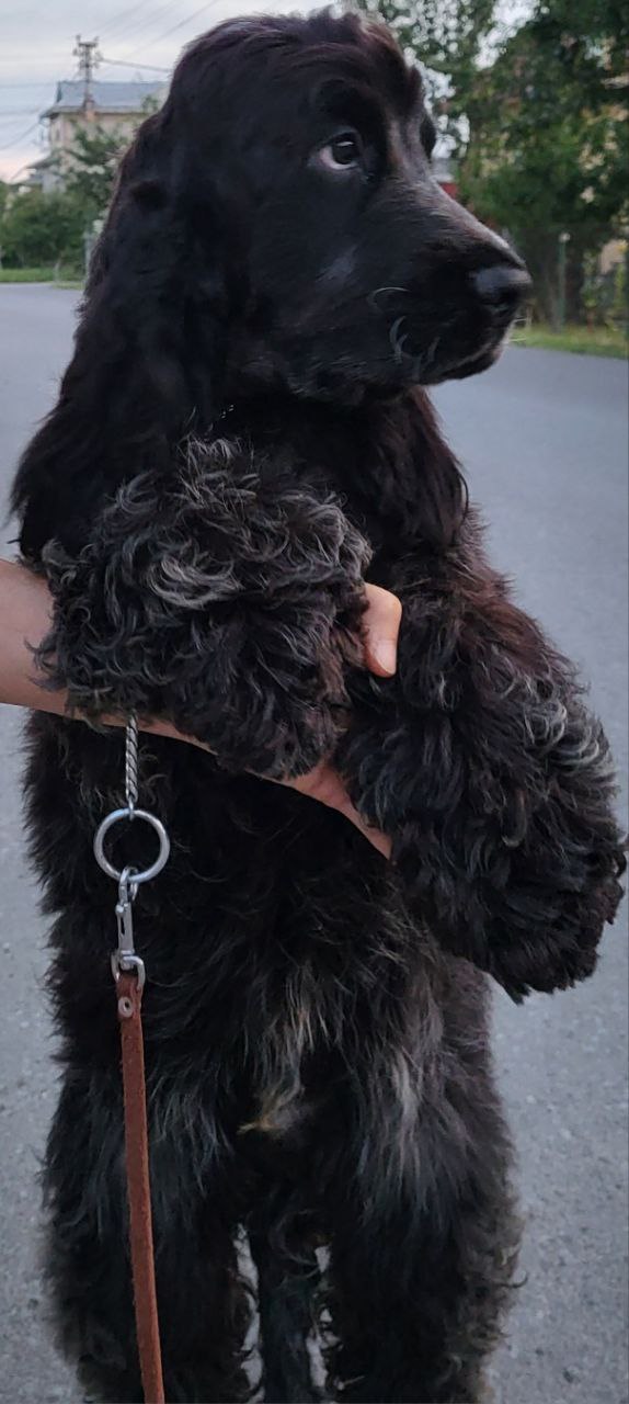 Angels English Cocker Spaniel Angels English Cocker Spaniel