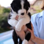 Angus-male-Border-Collie-puppy-for-sale-1