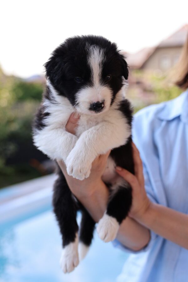 Angus Border Collie Angus Border Collie