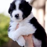 Angus-male-Border-Collie-puppy-for-sale-2