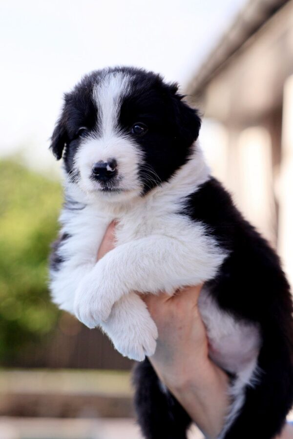 Angus Border Collie Angus Border Collie