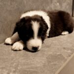 Angus-male-Border-Collie-puppy-for-sale-3
