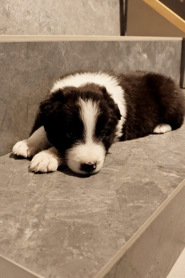 Angus Border Collie Angus Border Collie