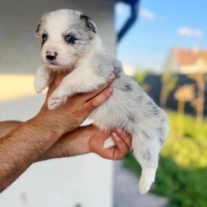 Anshtay Border Collie