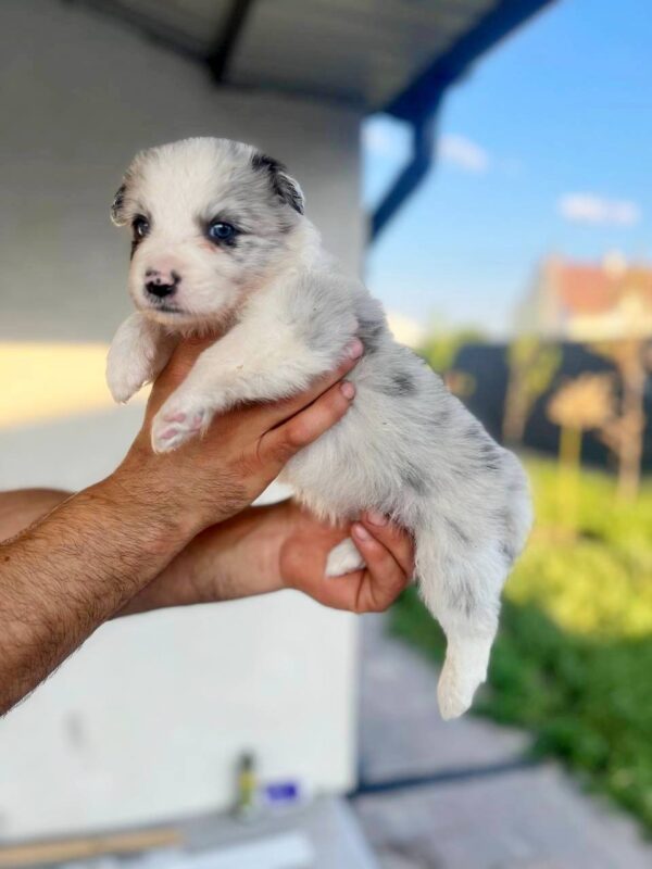 Anshtay Border Collie Anshtay Border Collie