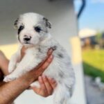 Anshtay-male-Border-Collie-puppy-for-sale-2