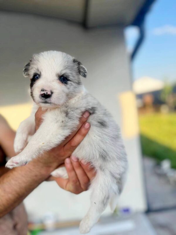 Anshtay Border Collie Anshtay Border Collie