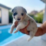 Anshtay-male-Border-Collie-puppy-for-sale-3