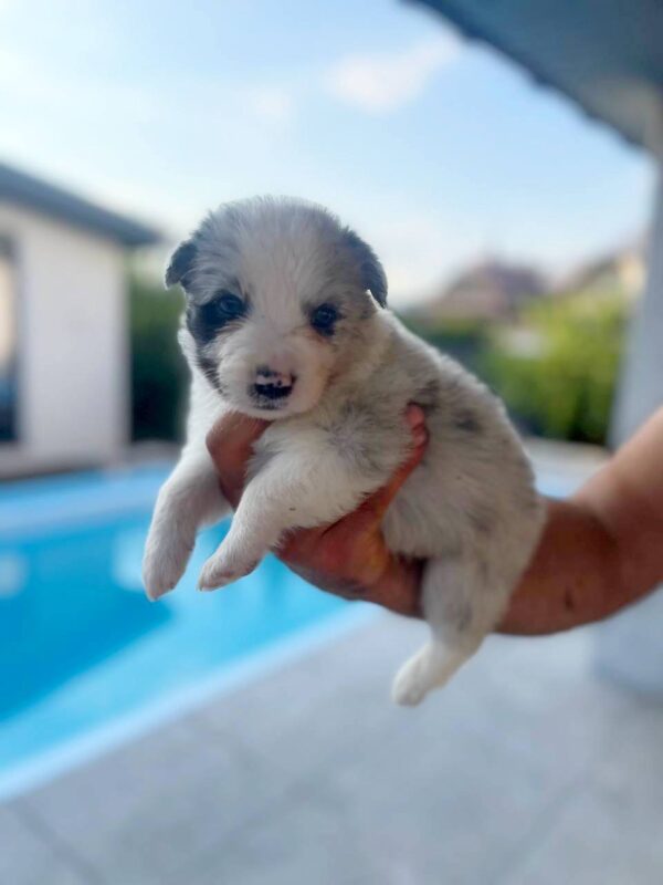 Anshtay Border Collie Anshtay Border Collie